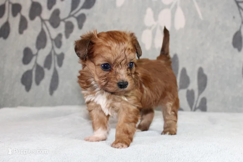 BamBam, a male Papillon and Poodle - Toy  for sale in Richland, MO – Photo 1 of 7