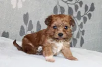 BamBam, a male Papillon and Poodle - Toy  for sale in Richland, MO – Photo 4 of 7