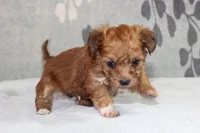 BamBam, a male Papillon and Poodle - Toy  for sale in Richland, MO – Photo 5 of 7