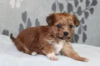 BamBam, a male Papillon and Poodle - Toy  for sale in Richland, MO – Photo 6 of 7