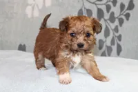 BamBam, a male Papillon and Poodle - Toy  for sale in Richland, MO – Photo 7 of 7