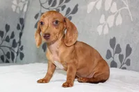Rosie, a female Miniature Dachshund for sale in Richland, MO – 9 of 10
