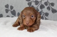 Ellie, a female Miniature Dachshund for sale in Richland, MO – 3 of 10