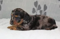 Sophie, a female Miniature Dachshund for sale in Richland, MO – 7 of 10