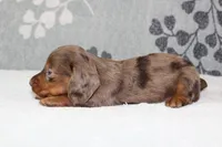 Skipper, a male Miniature Dachshund for sale in Richland, MO – 3 of 7