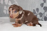 Freckles, a male Miniature Dachshund for sale in Richland, MO – 7 of 9