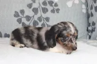Chip, a male Miniature Dachshund for sale in Richland, MO – 5 of 6