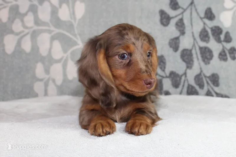 Skipper – Miniature Dachshund puppy for sale in Richland, MO
