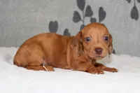 Rosie, a female Miniature Dachshund for sale in Richland, MO – Photo 4 of 7