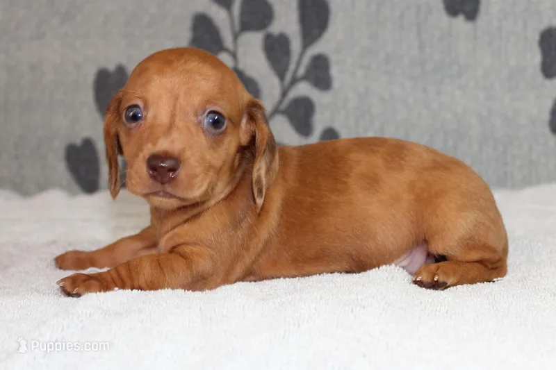 Rosie – Miniature Dachshund puppy for sale in Richland, MO