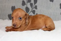Rosie, a female Miniature Dachshund for sale in Richland, MO – Photo 3 of 7
