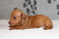 Rosie, a female Miniature Dachshund for sale in Richland, MO – Photo 6 of 7
