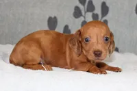 Rosie, a female Miniature Dachshund for sale in Richland, MO – Photo 5 of 7