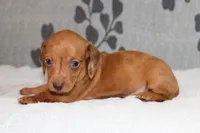 Rosie, a female Miniature Dachshund for sale in Richland, MO – Photo 7 of 7