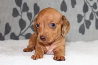 Rosie, a female Miniature Dachshund for sale in Richland, MO – Photo 2 of 7