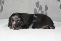 Bear, a male Miniature Dachshund for sale in Richland, MO – 2 of 4