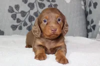 Ellie, a female Miniature Dachshund for sale in Richland, MO – 9 of 10
