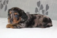Sophie, a female Miniature Dachshund for sale in Richland, MO – 5 of 10