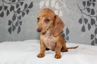 Ruby, a female Miniature Dachshund for sale in Richland, MO – 7 of 10