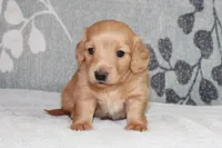 Buddy, a male Miniature Dachshund for sale in Richland, MO – 7 of 10