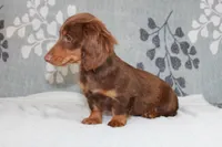 Waylon, a male Miniature Dachshund for sale in Richland, MO – 4 of 10