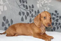 Rosie, a female Miniature Dachshund for sale in Richland, MO – 10 of 10