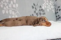 Finn, a male Miniature Dachshund for sale in Richland, MO – 4 of 10