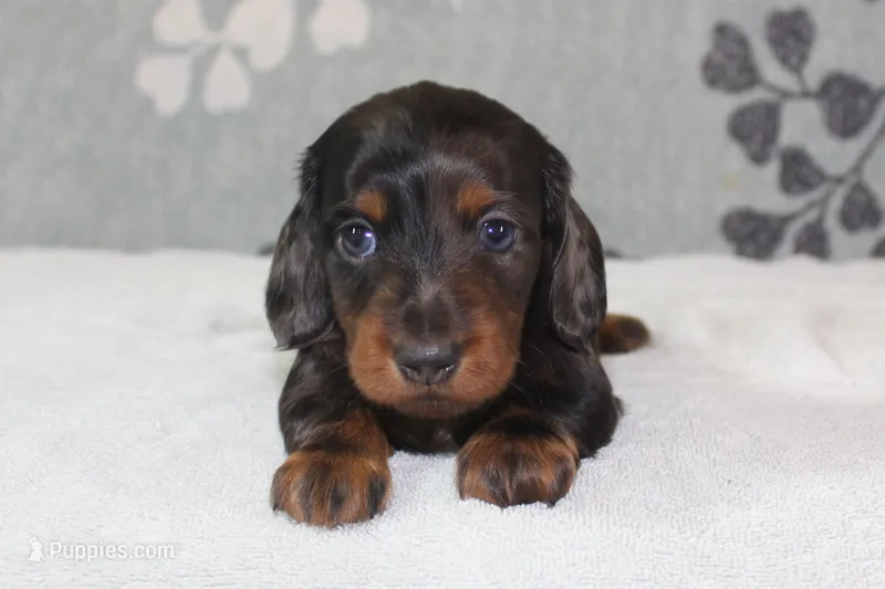 Piper – Miniature Dachshund puppy for sale in Richland, MO