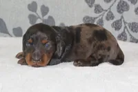 Piper, a female Miniature Dachshund for sale in Richland, MO – 5 of 5