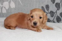 Buddy, a male Miniature Dachshund for sale in Richland, MO – 8 of 10