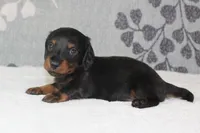 Otto, a male Miniature Dachshund for sale in Richland, MO – 5 of 5