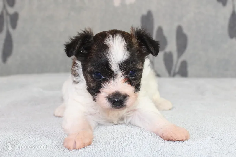 Pebbles, a female Papillon and Poodle - Toy  for sale in Richland, MO – Photo 1 of 9