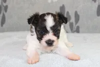 Pebbles, a female Papillon and Poodle - Toy  for sale in Richland, MO – Photo 1 of 9