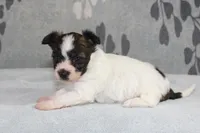 Pebbles, a female Papillon and Poodle - Toy  for sale in Richland, MO – Photo 8 of 9