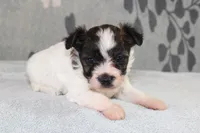 Pebbles, a female Papillon and Poodle - Toy  for sale in Richland, MO – Photo 7 of 9