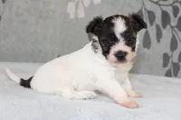 Pebbles, a female Papillon and Poodle - Toy  for sale in Richland, MO – Photo 6 of 9