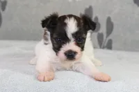 Pebbles, a female Papillon and Poodle - Toy  for sale in Richland, MO – Photo 2 of 9
