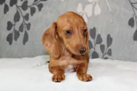 Rosie, a female Miniature Dachshund for sale in Richland, MO – 8 of 10