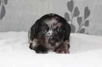 Bear, a male Miniature Dachshund for sale in Richland, MO – 4 of 4