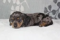 Willow, a female Miniature Dachshund for sale in Richland, MO – 5 of 10