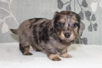 Ivy, a female Miniature Dachshund for sale in Richland, MO – 5 of 10