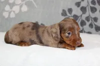 Coco, a female Miniature Dachshund for sale in Richland, MO – 2 of 8
