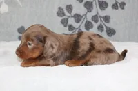 Coco, a female Miniature Dachshund for sale in Richland, MO – 5 of 8