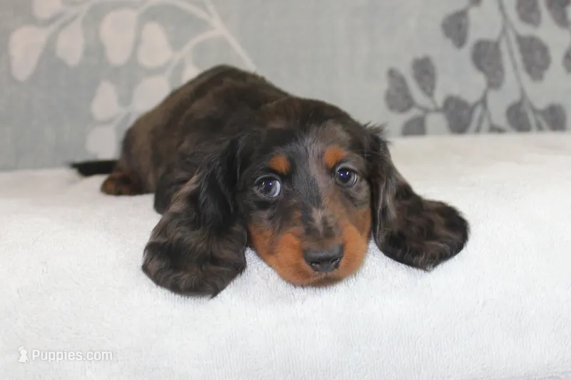 Piper – Miniature Dachshund puppy for sale in Richland, MO
