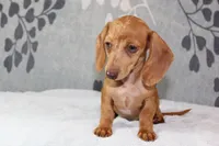 Ruby, a female Miniature Dachshund for sale in Richland, MO – 9 of 10