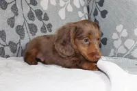 Finn, a male Miniature Dachshund for sale in Richland, MO – 7 of 10