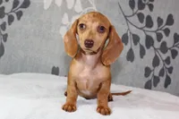 Ruby, a female Miniature Dachshund for sale in Richland, MO – 8 of 10