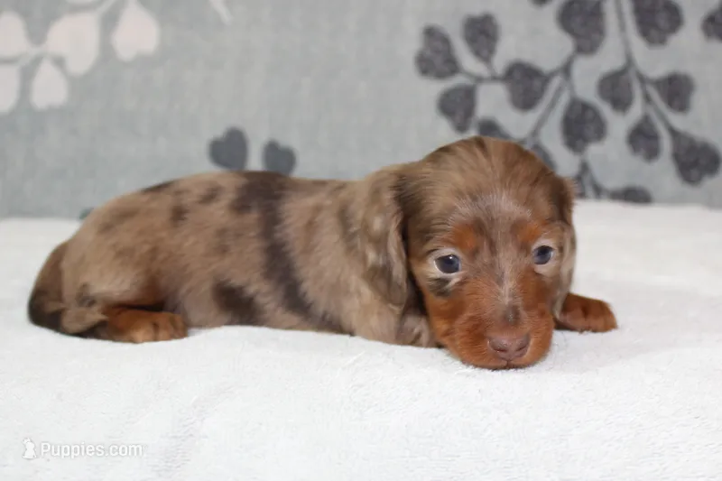 Coco – Miniature Dachshund puppy for sale in Richland, MO