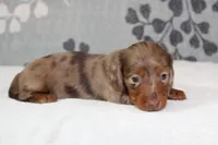 Coco, a female Miniature Dachshund for sale in Richland, MO – 1 of 8