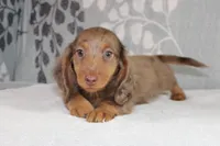 Finn, a male Miniature Dachshund for sale in Richland, MO – 6 of 10